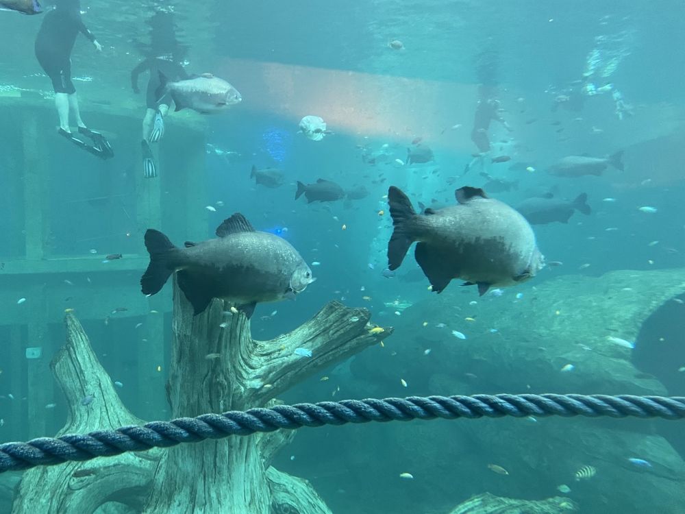 1ere sortie de l’année 2026